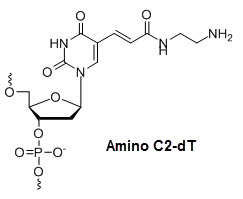 Bio-Synthesis Inc. Oligo Structure